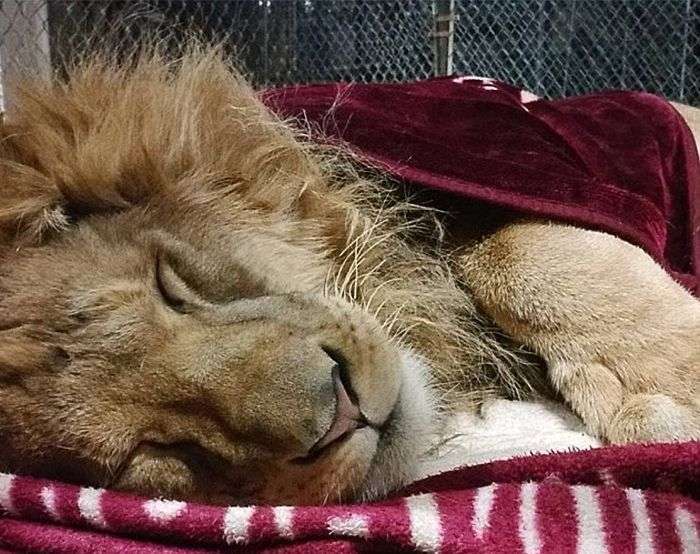 Лев, який не може заснути без ковдри (7 фото)
