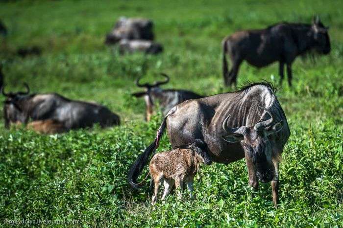 Поява на світ дитинчати антилопи Гну та його перші кроки (10 фото + відео)