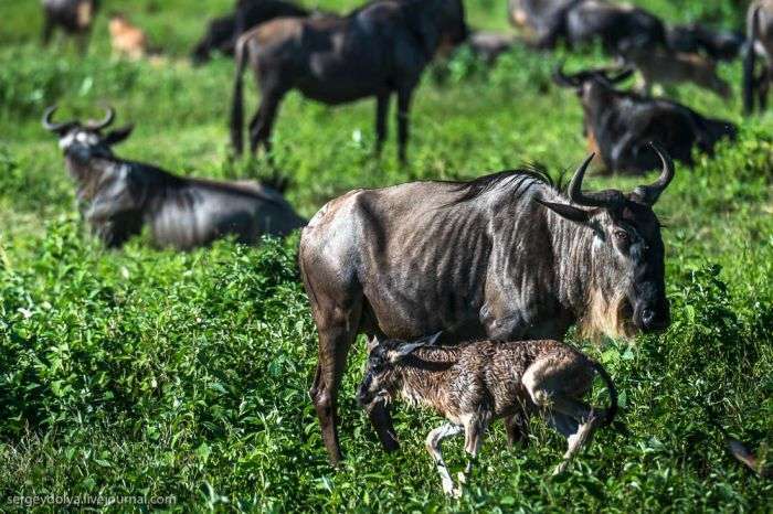Поява на світ дитинчати антилопи Гну та його перші кроки (10 фото + відео)