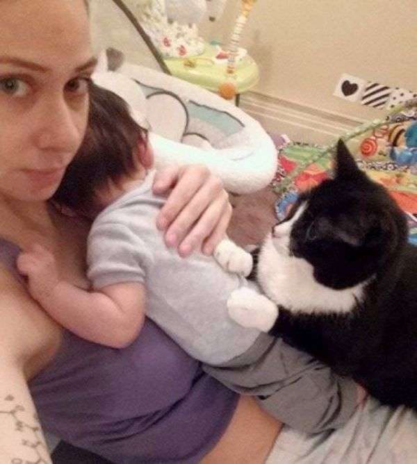 Кішка охороняла спокій майбутньої мами, а тепер охороняє її малюка (5 фото)