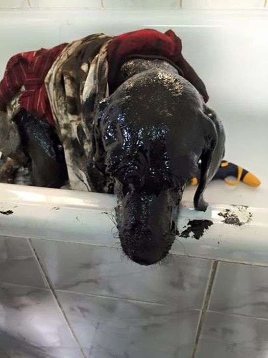 Порятунок собаки з ями з дьогтем (9 фото)