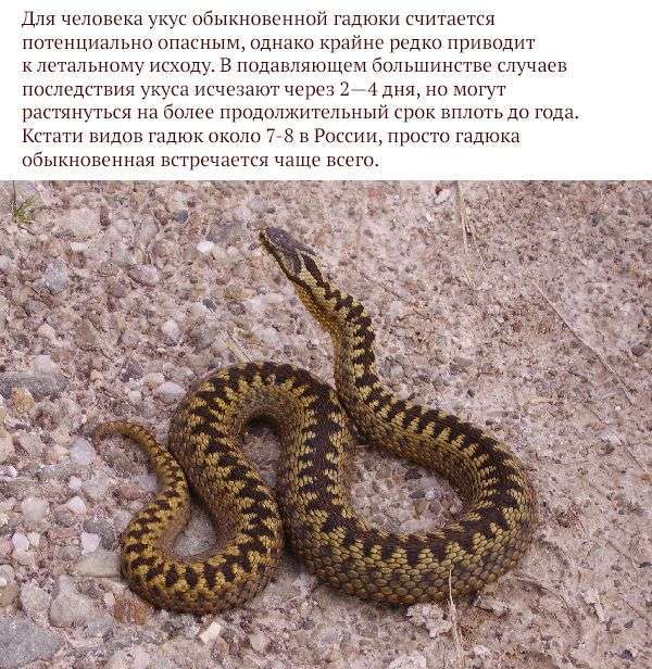Найнебезпечніші тварини Росії (17 фото)