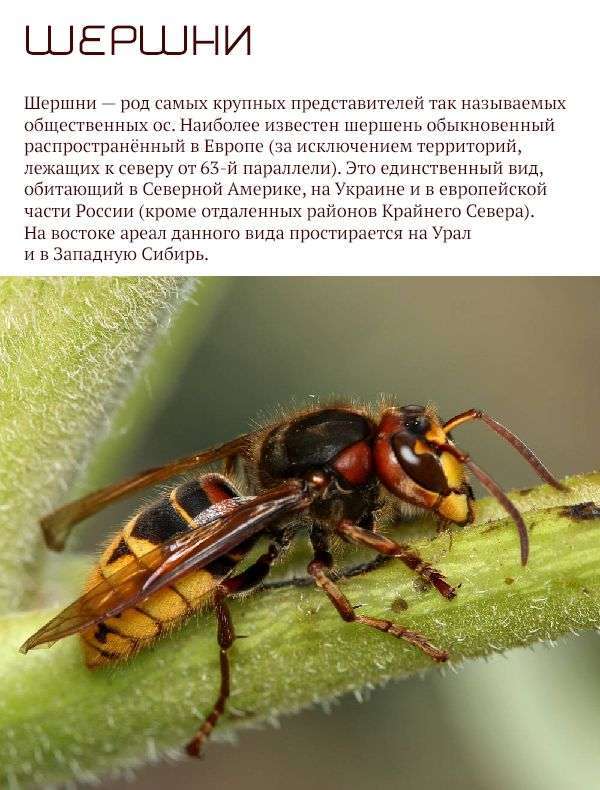 Найнебезпечніші тварини Росії (17 фото)