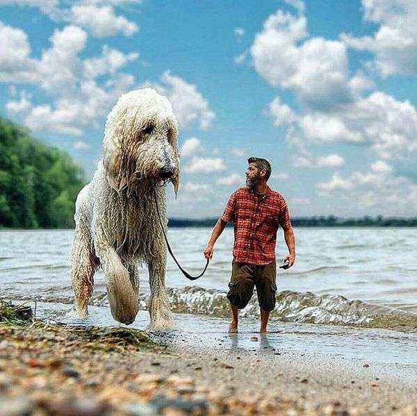 Неймовірні пригоди американського фотографа і його «собаки-велетня» (25 фото)