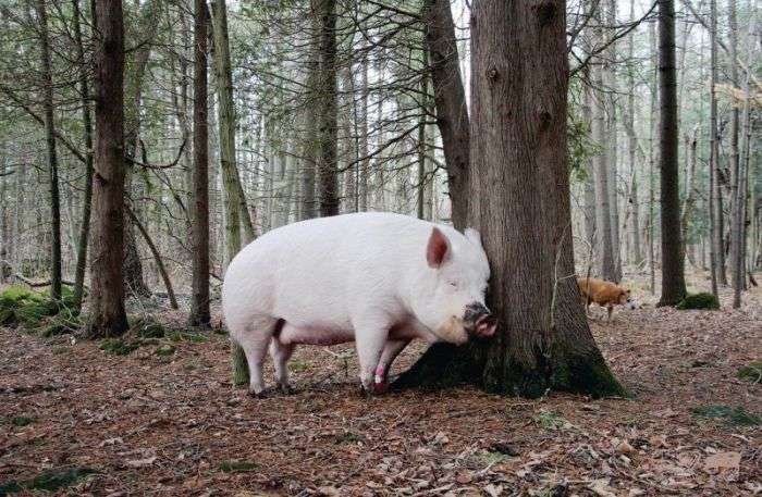 Міні-порося виріс у величезну свиню (20 фото)