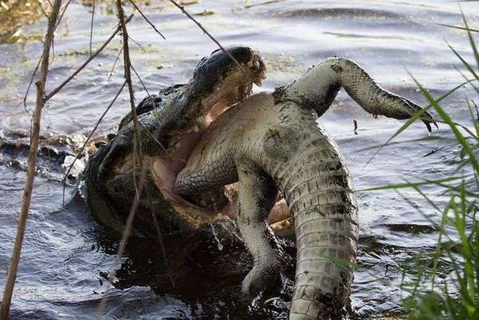 Звичайне явище в світі крокодилів (5 фото)