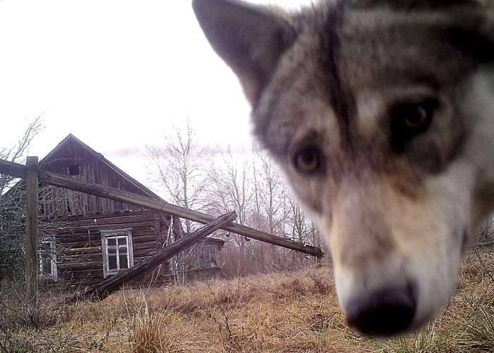 Тваринний світ зони відчуження Чорнобильської АЕС (15 фото)