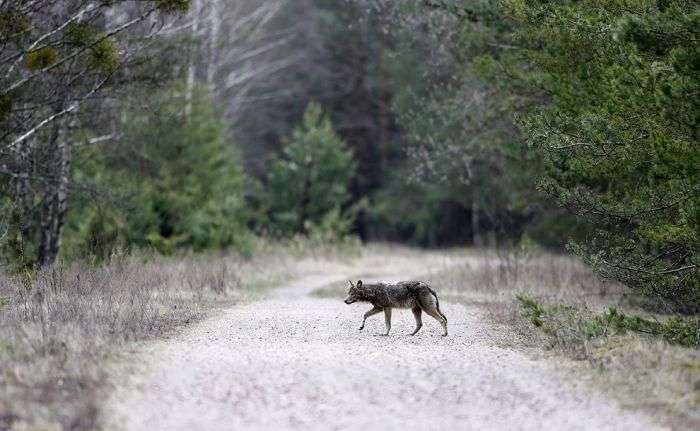 Тваринний світ зони відчуження Чорнобильської АЕС (15 фото)