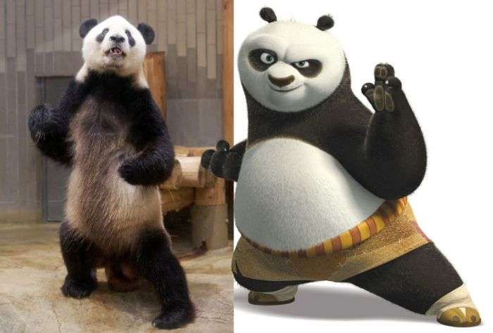 В Японії знайдено панда, освоїла прийоми кунг-фу (3 фото)