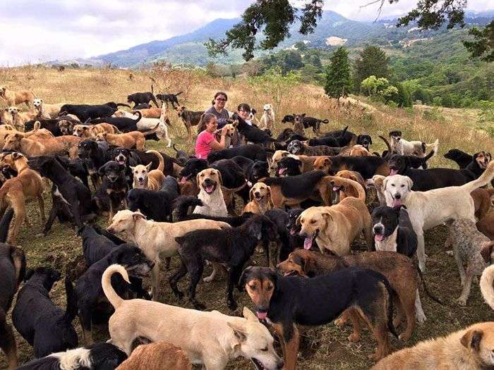 Собачий рай в Коста-Ріці (10 фото)