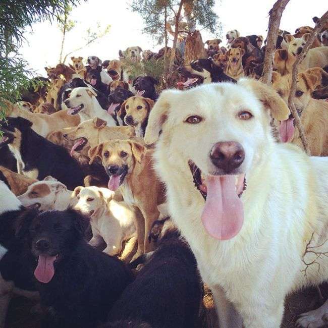Собачий рай в Коста-Ріці (10 фото)