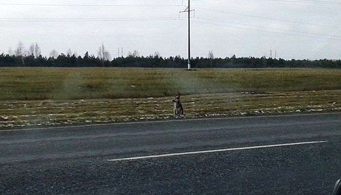 У Сибіру ось уже 1,5 року пес чекає на повернення загиблого господаря (3 фото)