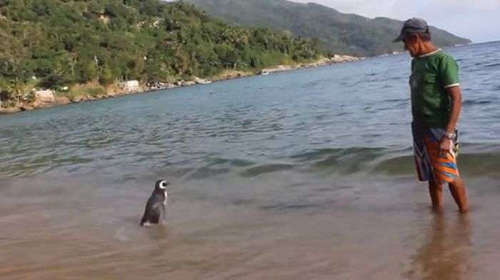 Пінгвін щорічно проходить понад 8000 км, щоб зустрітися зі своїм спасителем (5 фото)