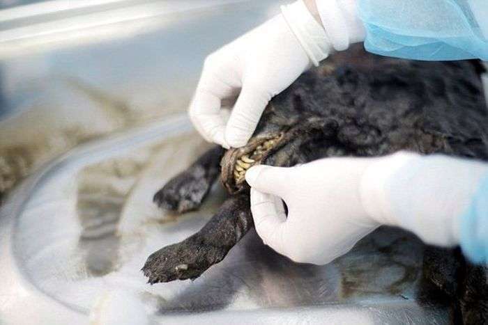 В Якутії знайдено дитинча стародавнього хижака (6 фото)