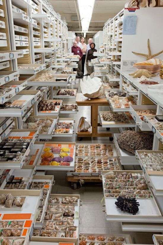 Сховище Національного музею природної історії у Вашингтоні (12 фото)