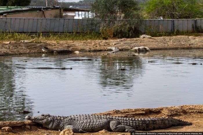 Покинутий крокодилячий розплідник в Ізраїлі (20 фото)