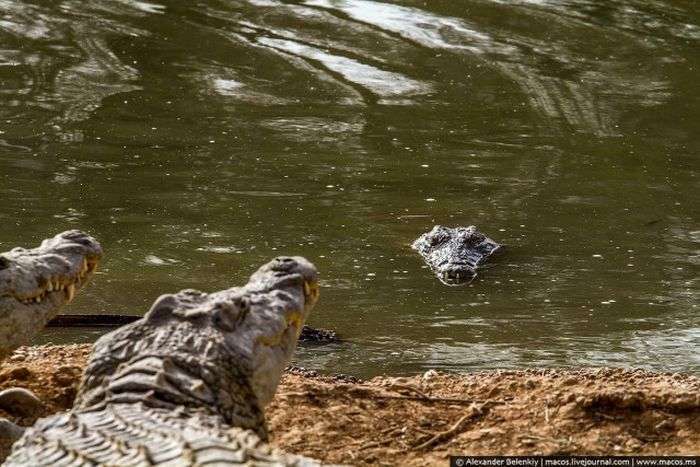Покинутий крокодилячий розплідник в Ізраїлі (20 фото)