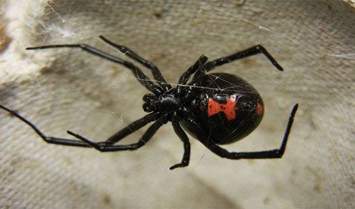 Цікаві факти про павуків (25 фото)