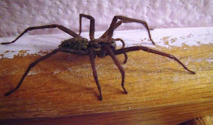 Цікаві факти про павуків (25 фото)