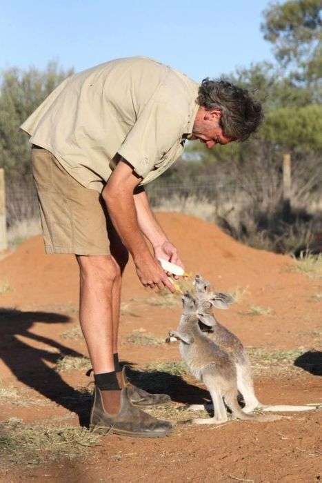 Кріс Барнс - спаситель дитинчат кенгуру (20 фото)