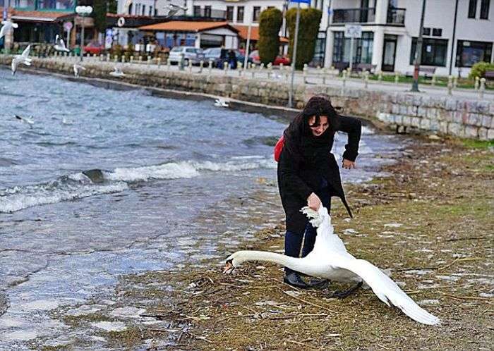 У Македонії туристка смерть замучила лебедя заради фотосесії (3 фото)