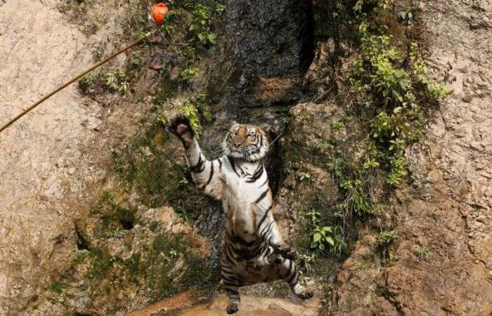 Тигровий храм в Таїланді (8 фото)