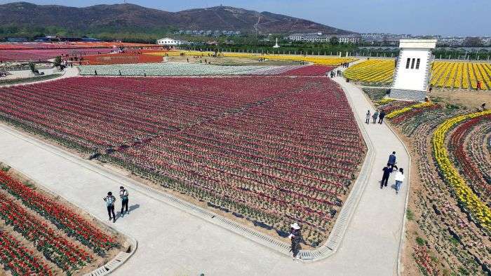 У Китаї розквітли тюльпани (16 фото)