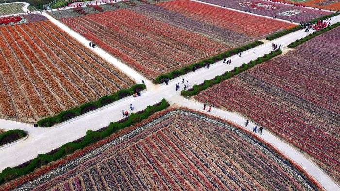 У Китаї розквітли тюльпани (16 фото)