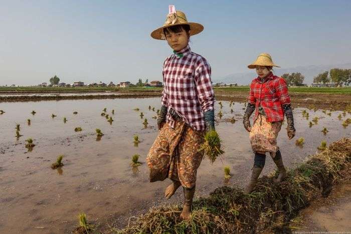 Вирощування овочів на озерах Мянми (32 фото)