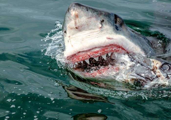 Круті фото гігантської білої акули (4 фото)