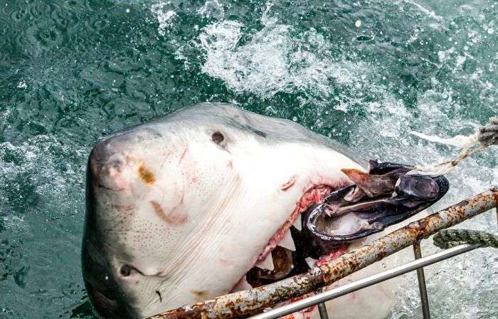 Круті фото гігантської білої акули (4 фото)