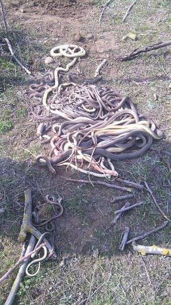 У Дагестані пенсіонерка вбила 80 змій, що оселилися на її городі (2 фото)
