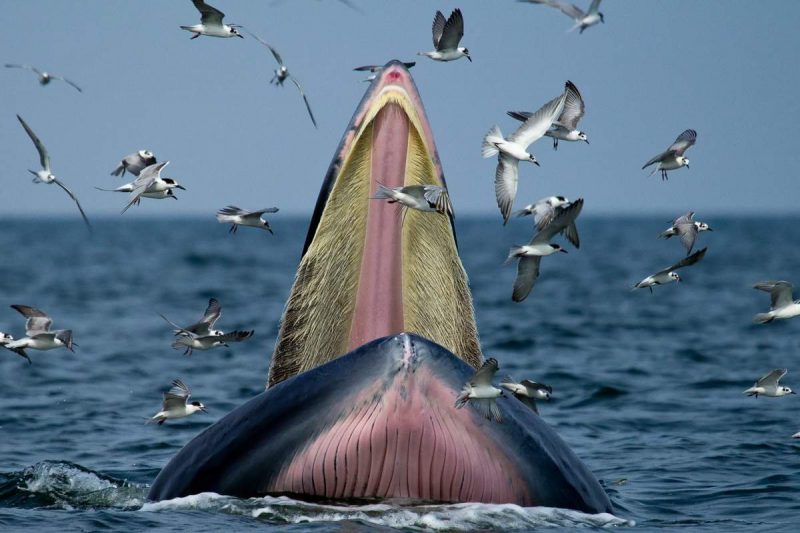 Дайвера из ЮАР чуть не проглотил кит как библейского Иону Животные