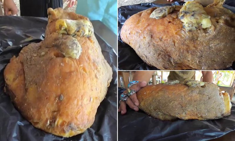 Как найденная на пляже рвота кашалота сделала тайца богаче на полмиллиона долларов Животные