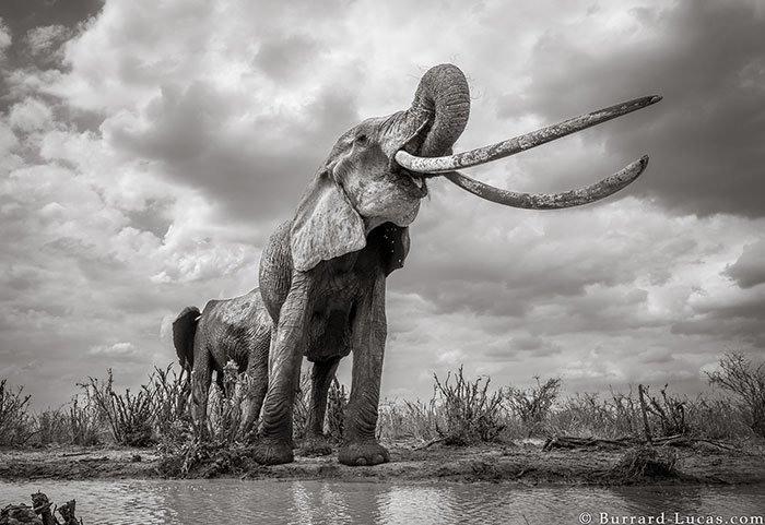 Последние фото легендарной «Королевы слонов» перед ее смертью интересное