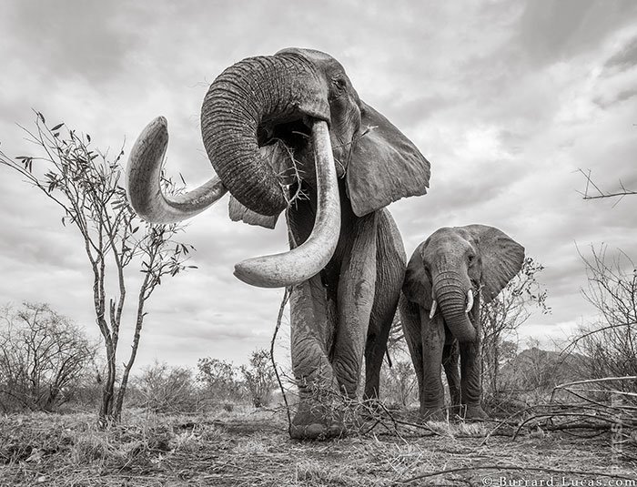 Последние фото легендарной «Королевы слонов» перед ее смертью интересное