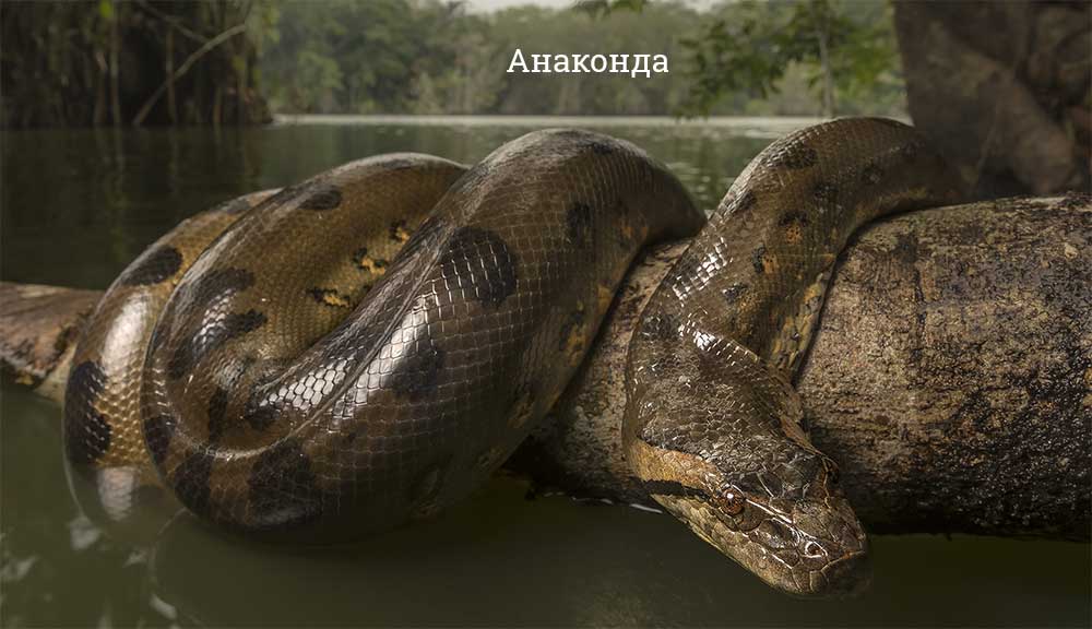 Самые большие змеи в мире – Топ-10 животные