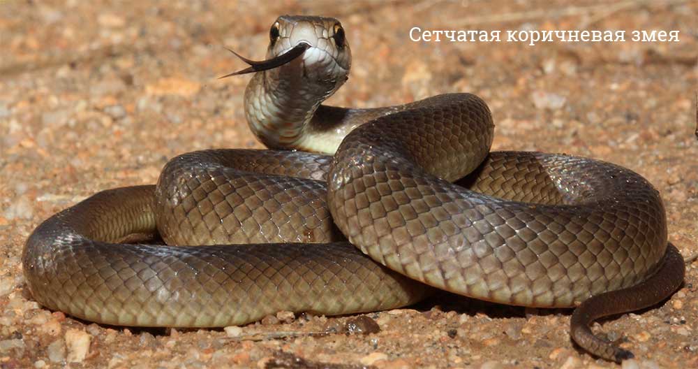 Самые большие змеи в мире – Топ-10 животные