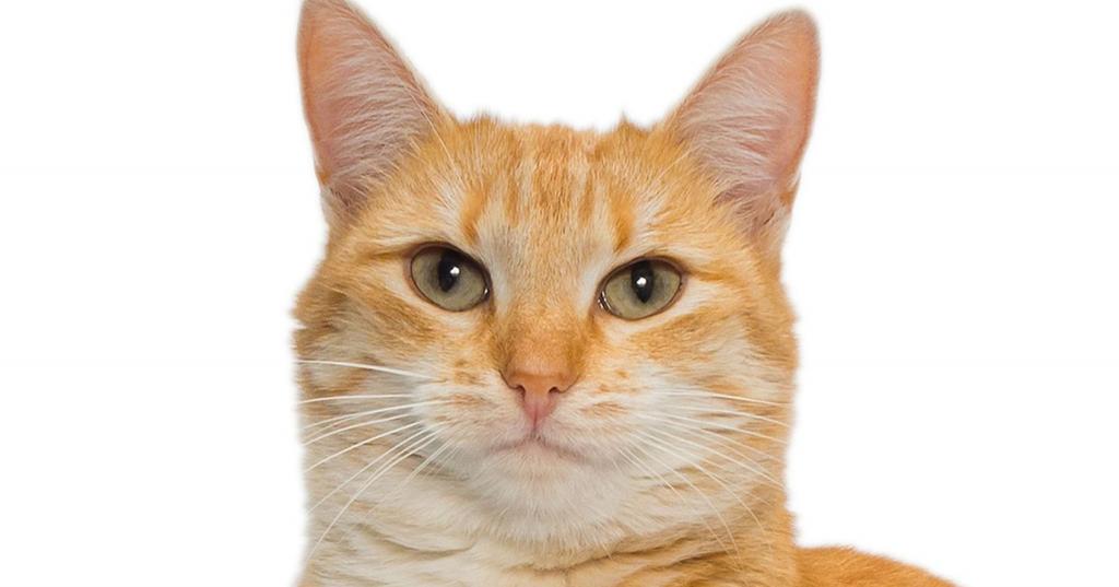 Капли для кошек «ЭКС-5» — инструкция по применению, состав и особенности Животные