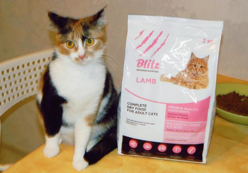 Корм для кошек Blitz: обзор, особенности, виды и отзывы Животные