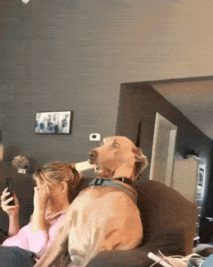 Когда программа «собака» дала сбой и зависла: 15+ забавных фото с домашними любимцами Животные