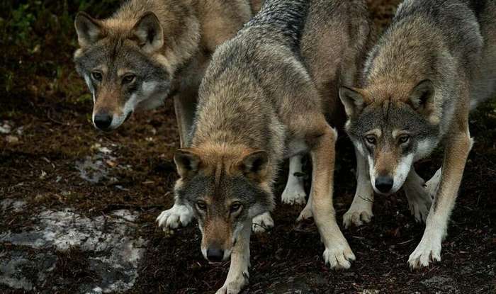 Бегущий с волками: история норвежца, ставшего настоящим альфа-самцом   Интересное