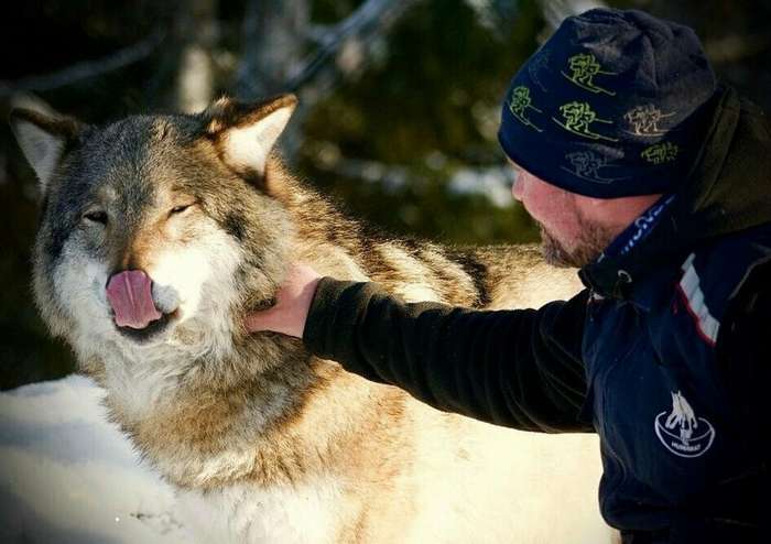 Бегущий с волками: история норвежца, ставшего настоящим альфа-самцом   Интересное