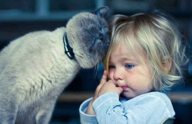 23 очаровательные фотографии, доказывающие, что вашему ребенку нужен кот Животные