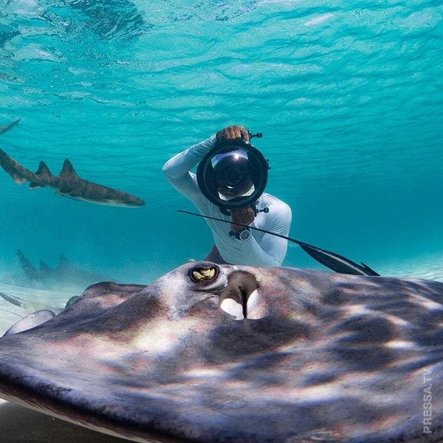 Захватывающие подводные фотографии от Андре Мусгроува 