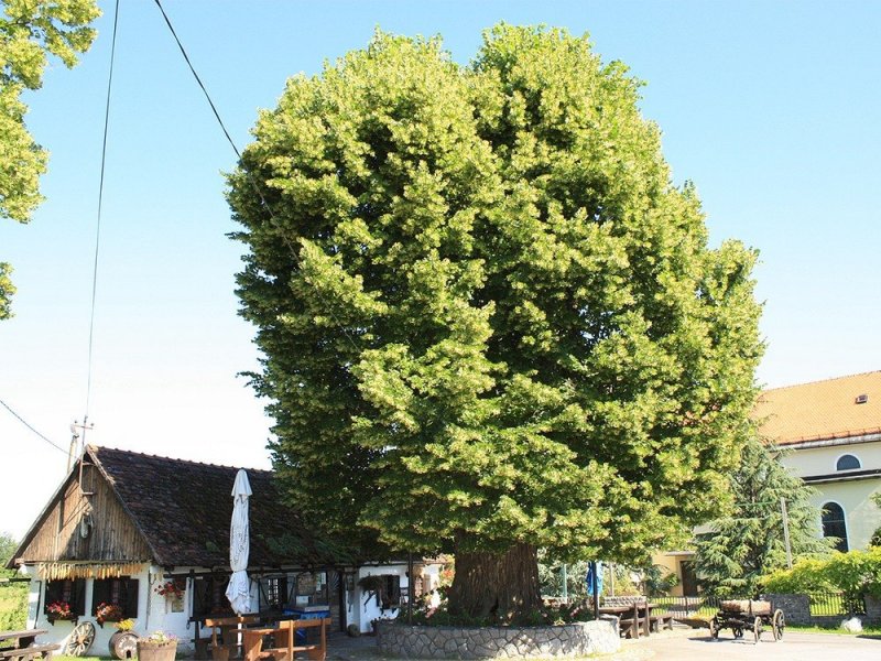 15 деревьев в Европе с интереснейшей историей деревья