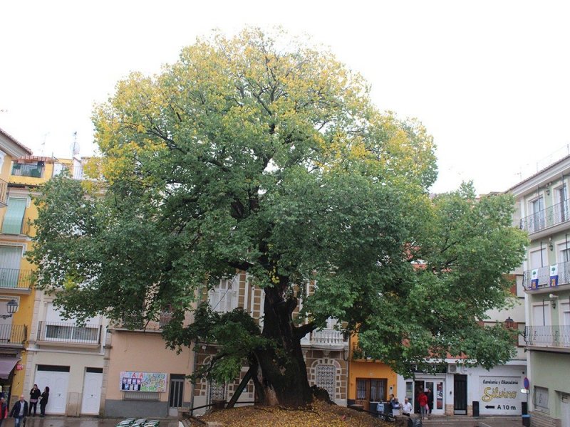 15 деревьев в Европе с интереснейшей историей деревья