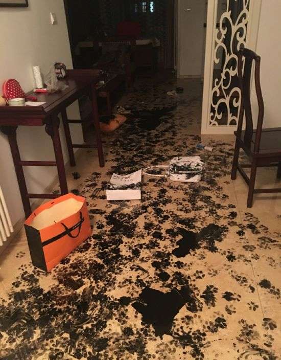 Собака занудьгувала (8 фото)