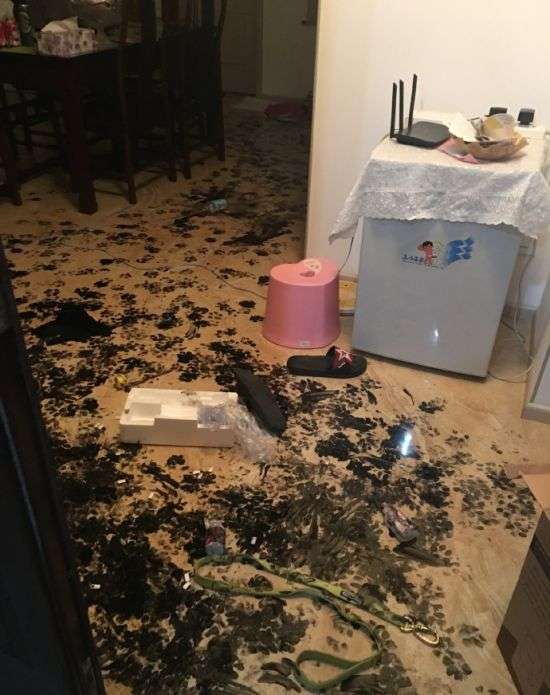 Собака занудьгувала (8 фото)