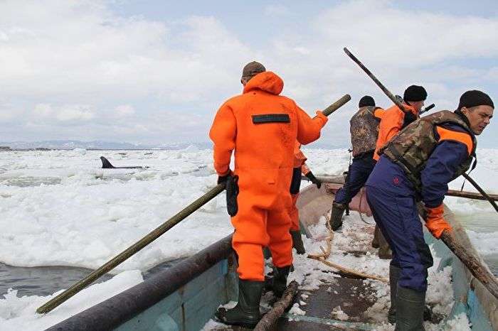 На Сахаліні в Охотському морі врятували затиснуту в льодах косатку (5 фото + відео)